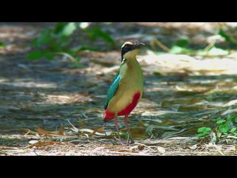 ヤイロチョウ（2）旅鳥（舳倉島） - Fairy pitta - Wild Bird - 野鳥 動画図鑑