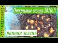 ПОСАДКА РАННЕЙ ЗЕЛЕНИ В ТЕПЛИЦУ!!!ОТКРЫТИЕ СЕЗОНА!!!