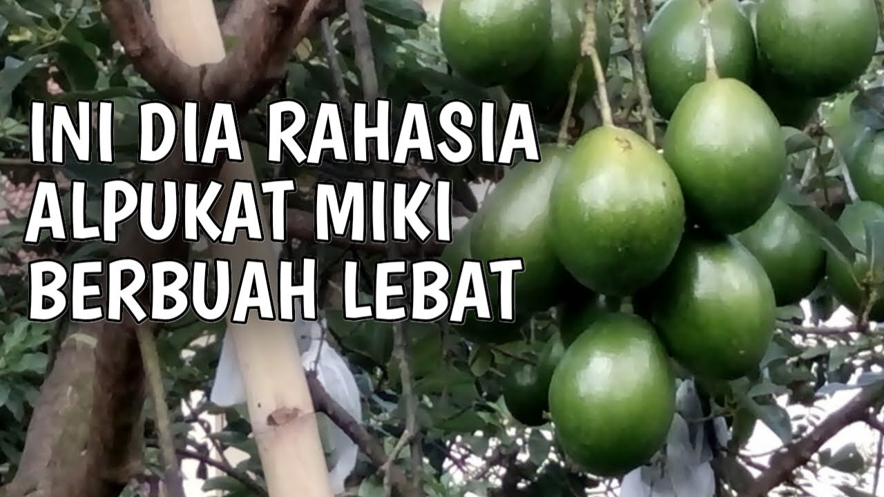 INI DIA RAHASIA ALPUKAT MIKI BERBUAH LEBAT #alpukatmiki #mikicipedak #alpukatcipedak #alpukatgenjah