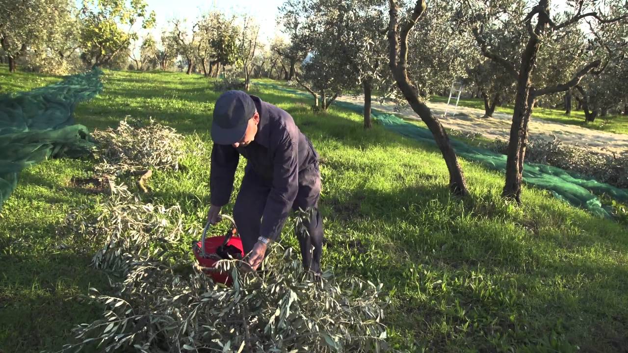 OLIO EXTRAVERGINE DI OLIVA TOSCANO IGP