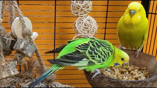 7 hours of budgie sounds for relaxation