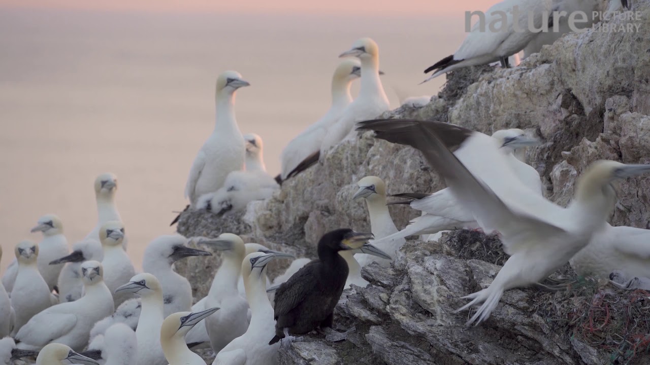 Cormorant chick pecking at a Northern in breeding colony
