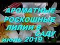 Роскошные,трубчатые лилии в саду.июль 2019г Новая лилия African Queen.