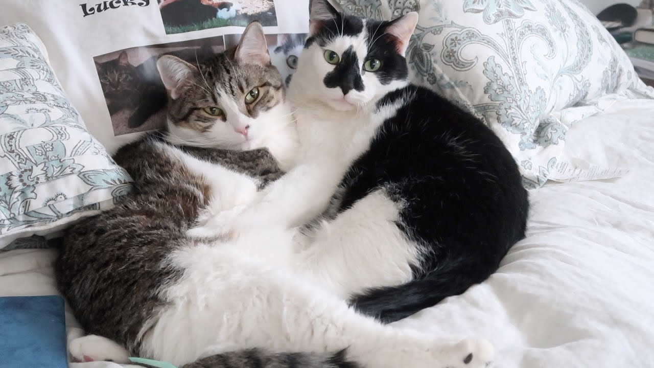 Cute Cats Cuddling Each Other! Mother And Son Bonded Cats YouTube
