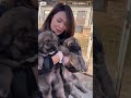 The Tibetan Mastiffs, China