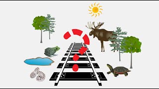 Weaving Indigenous Knowledge and Western Science to Investigate the Impacts of Railways on Wildlife