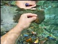 Amazing biggest cichlids pond hand feeding fernandomoralesf1  falcon aquarium services 2