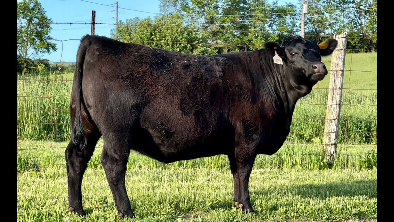 SAV Blackcap May 1617