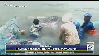 Hiu paus terjebak jaring nelayang di banyuwangi