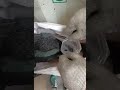Video Image