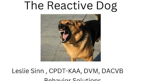 Help, My Dog is Reactive! – Advice from a Veterinary Behaviorist  11-12-22