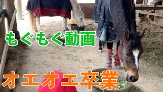 【もぐもぐ動画】どしどし届く生牧草バンク【ありがとうございます】 by げんき牧場チャンネル 726 views 4 months ago 11 minutes, 14 seconds