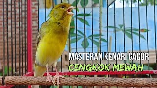SUARA BURUNG Kenari GACOR PANJANG INI Cocok untuk Masteran KENARI PAUD dan Kenari Macet BUNYI |154
