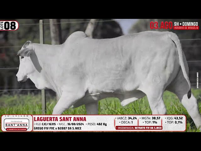 LOTE 08   CJCJ 16315