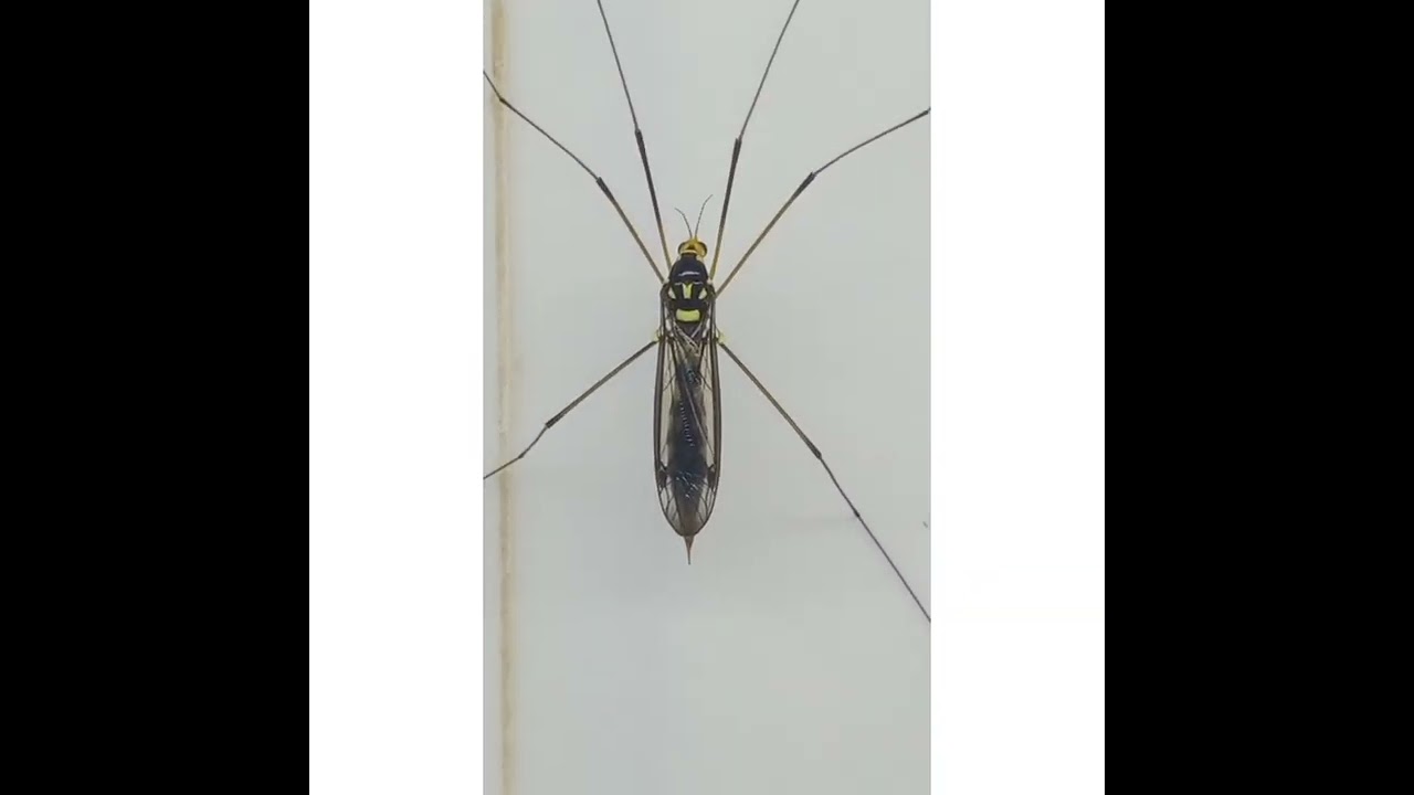 Nephrotoma Is A Genus of Crane Flies @FloreMae Soper Vlog