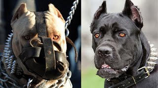 Top 10 Dog Breeds You Should Never Mess With by Shubham Medhekar 605 views 2 years ago 3 minutes, 37 seconds
