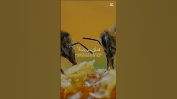 سورة النحل #المصحف #قران_كريم #الرحمن #راحة_نفسية