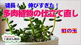 伸びすぎた多肉植物の仕立て直し 白牡丹 くまパン園芸 Youtube