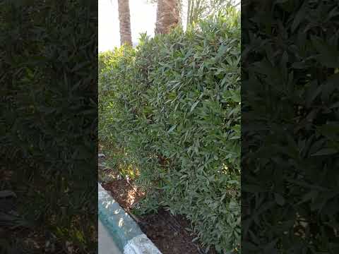 لو عاوز تزرع سياج ينمو بسرعة ازراع نبات البزروميا 