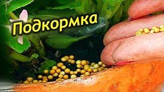 Удобрения для комнатных растений! Когда и чем нужно удобрять?