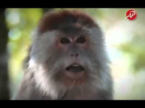 Beruk Vs Kera Youtube