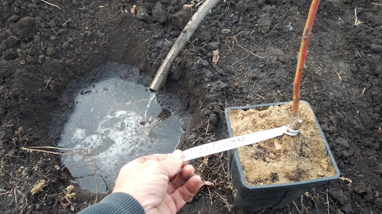 22.11.24.❌️Персик, саджанці в контейнері 😲чи є плюси, моя думка про рослини в контейнерах. 🤔