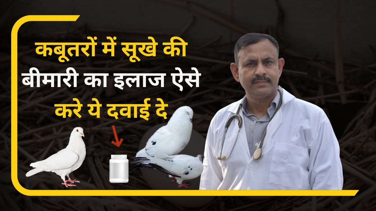 Kabutar Sukha Treatment | कबूतरों में सूखे का इलाज ऐसे करे ये दवाई दे | Dr Nagender Yadav