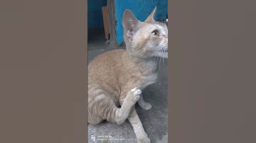 A Vokli Bilar Cat Cutecat 