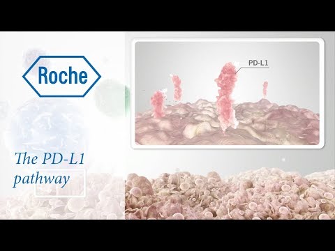 Video: Detekce PD-L1 Pomocí 89 Zr-atezolizumab Imuno-PET V Nádorových štěpech Karcinomu Ledvin U Pacienta S Příznivou Odpovědí Nivolumabu