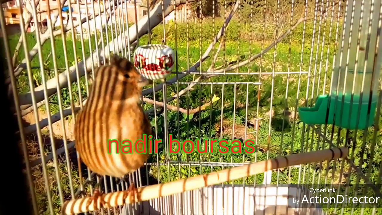 تغريد طائر التفاحي (نينو) 2018