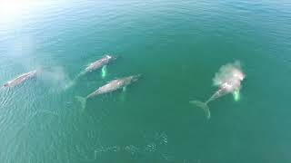 Tracking Whales With Drones & Thermal Cameras screenshot 5