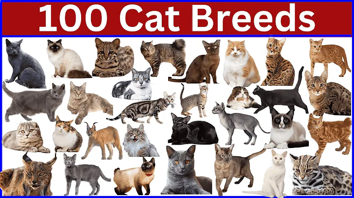 Video 8564761: devon rex, colorpoint shorthair, european shorthair, chausie, adorable cat breeds, meet breeds