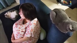服も姿勢もダルマなママにオス猫たちが集まる様子