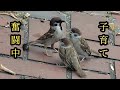 お母さんは偉大です 【すずめ日記】