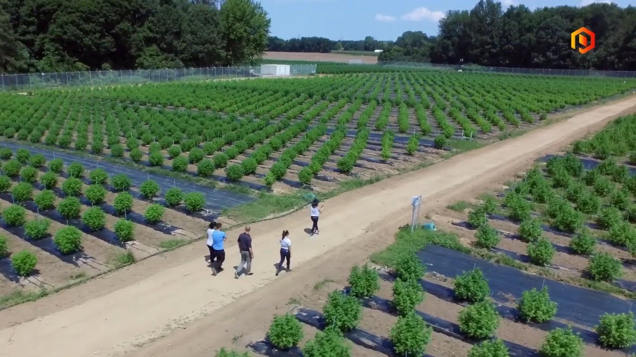 Weed MD закрывает сделку по сбору 13,1 миллиона долларов и готовится к первому сбору урожая на от...