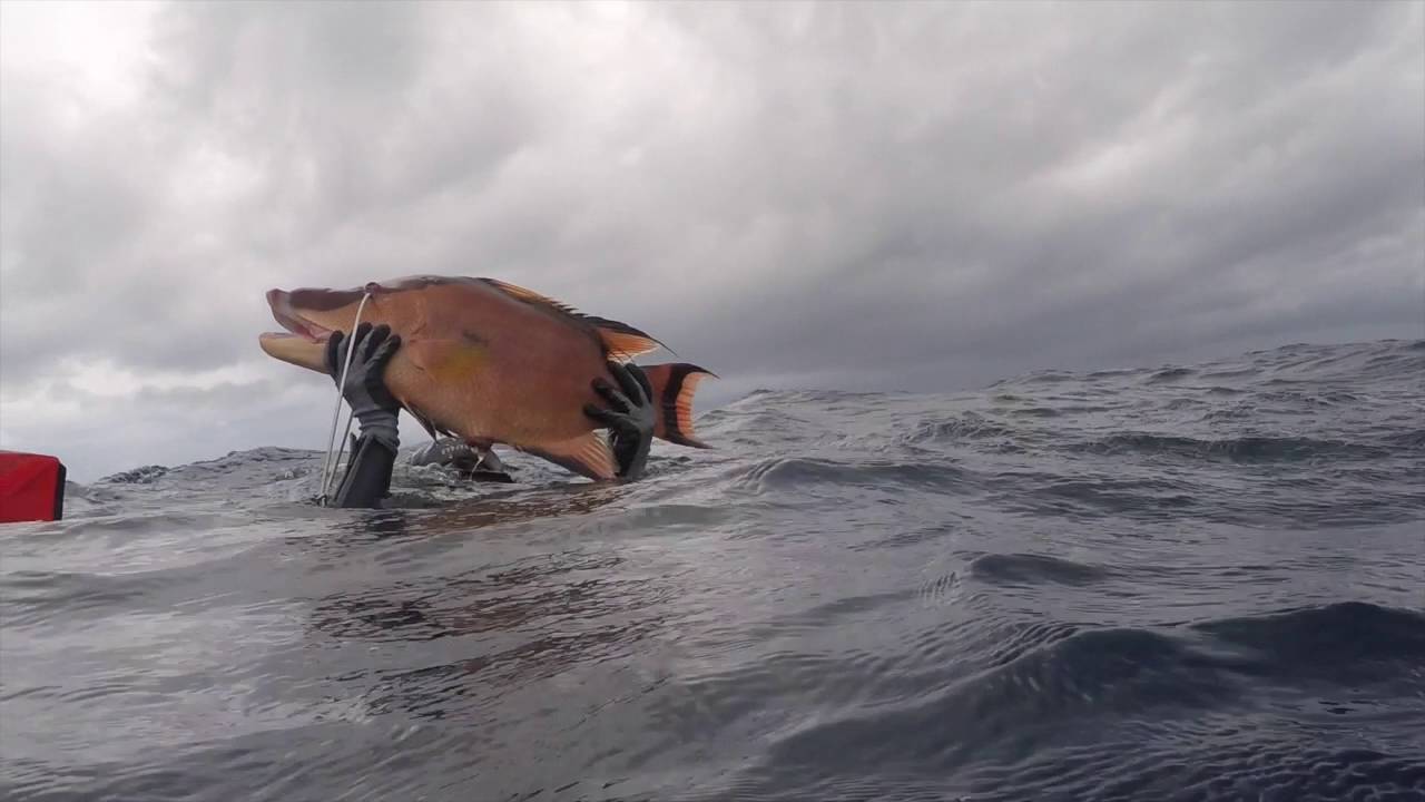 Middle Grounds Spearfishing July 2016 Florida Scuba Divers YouTube