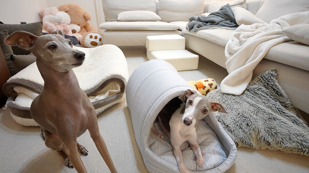 カインズの夏用ベッドも愛犬に人気すぎて順番待ちが発生しましたwww