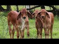 EL Mejor lote de Cria Brahman Rojo Puro La Palma