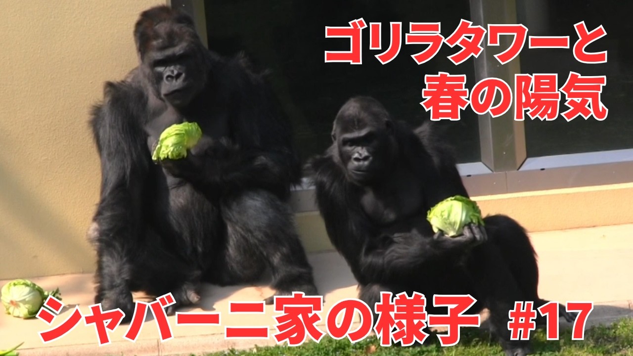 Gorilla Tower and the warmth of spring【東山動物園ゴリラ】Shabani