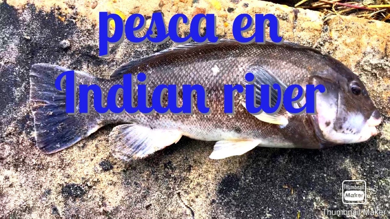 Pesca de taugtog en INDIAN RIVER delaware 🎣🐟