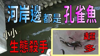 野生孔雀魚隨便撈? 河岸都是孔雀魚! 別小看這個小小外來種 ... 