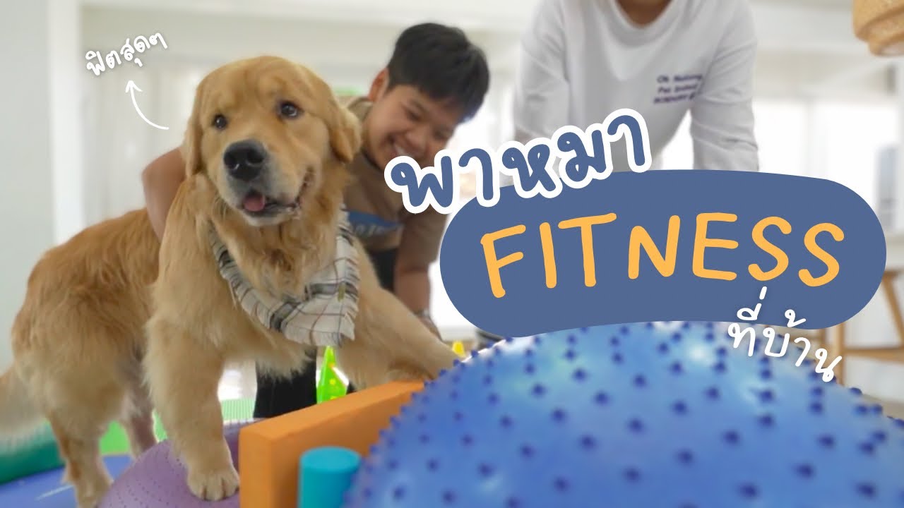 ฟิตเนสหมาสุดฮา กิจกรรมธรรมดาแต่ขามีพลัง | Japan and Friends