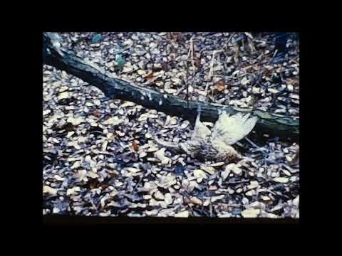 8mm Kvinne på