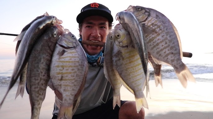 How to catch Redtail Surf Perch. Rig setup, bait, and hooks. Port