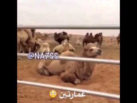 بعير غمارتين خههخخهه