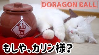 カリン様が仙豆をくれるそうです