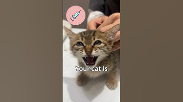 3 Signs Your Cat Is Painful 😭 #facts