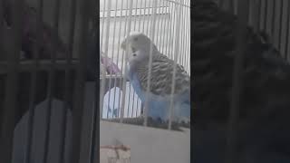 💓Meu Periquito Australiano💓💫Lilica💫