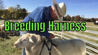 Changing colors on the sheep breeding harness