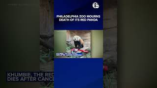 Red panda at Philadelphia Zoo dies